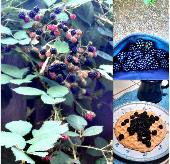 berries_waffle collage
