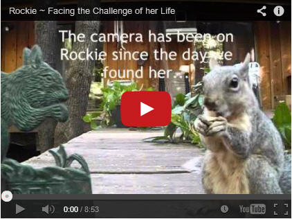 rockie challenge of life video