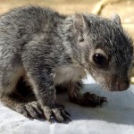 Squirrel rescue saga & facebook intervention:  Meet Rocky!