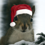 Top 7 posts on the Plant-strong Fitness Expert blog for 2011